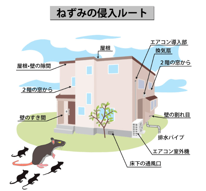 ネズミ駆除 のお見積もりを旭川市ににて行ってきました 旭川の特殊清掃 遺品整理専門店のノヴァエラ